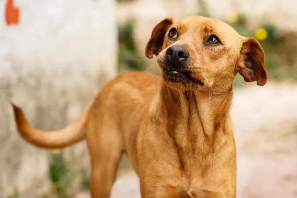 Perrito de la Fundación Protegiendo Huellas