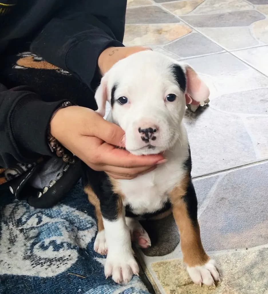 Perrito en un hogar de paso