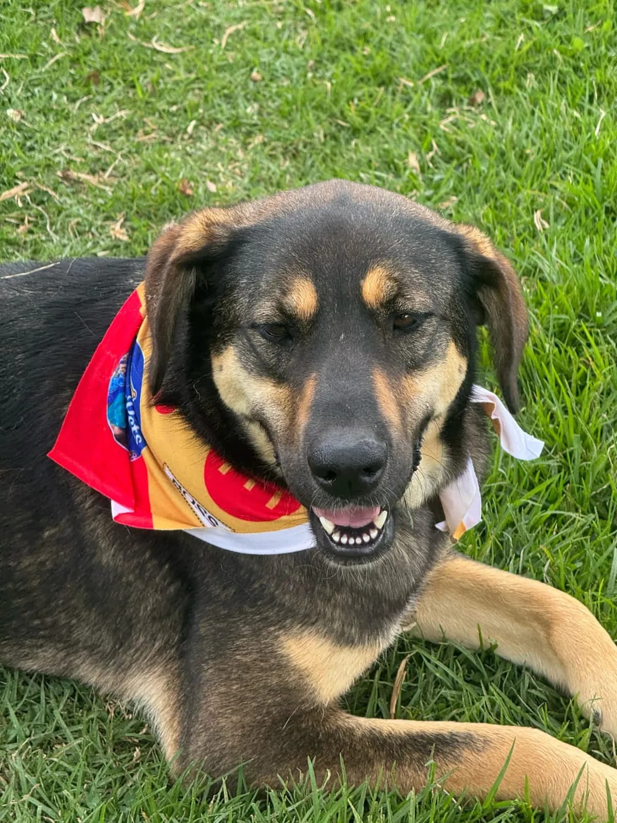 Perrito de la Fundación Protegiendo Huellas